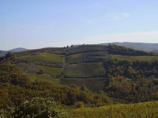 appartamento in affitto a Signa