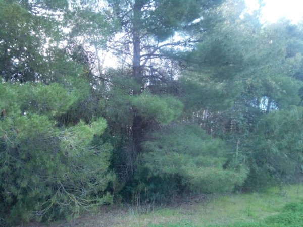 terreno in affitto a Campiglia Marittima in zona Venturina