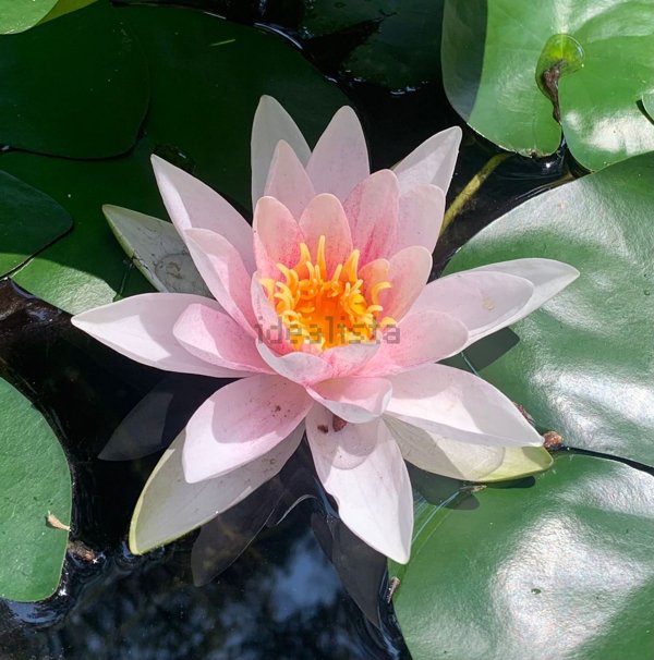 locale commerciale a Castagneto Carducci in zona Marina di Castagneto Carducci