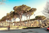 locale commerciale in affitto a Cecina