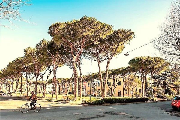 negozio in affitto a Cecina