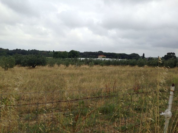 terreno agricolo in affitto a Livorno in zona Collinaia