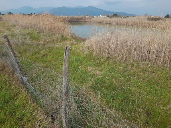 terreno agricolo in affitto a Cascina