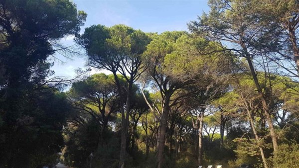 appartamento in affitto a Pisa