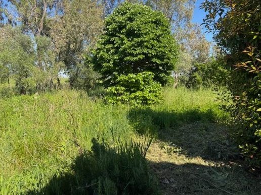 casa indipendente in affitto a Pisa in zona Ospedaletto