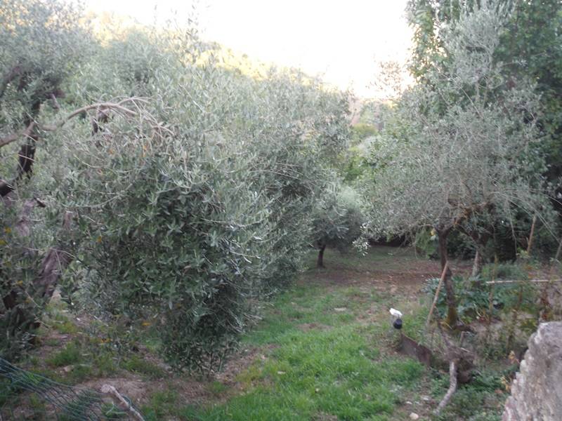 appartamento in affitto a San Miniato