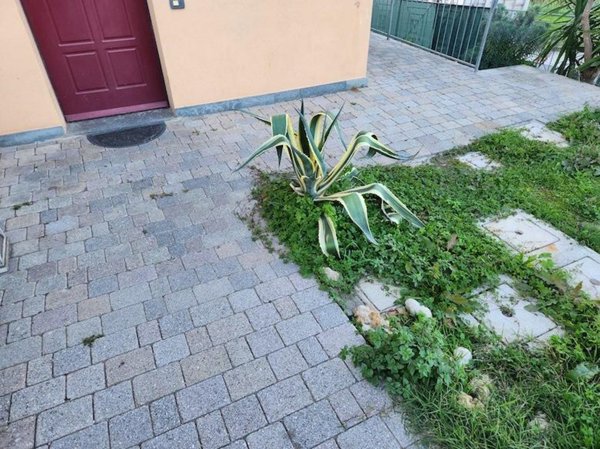 appartamento in affitto a Terricciola in zona Soiana