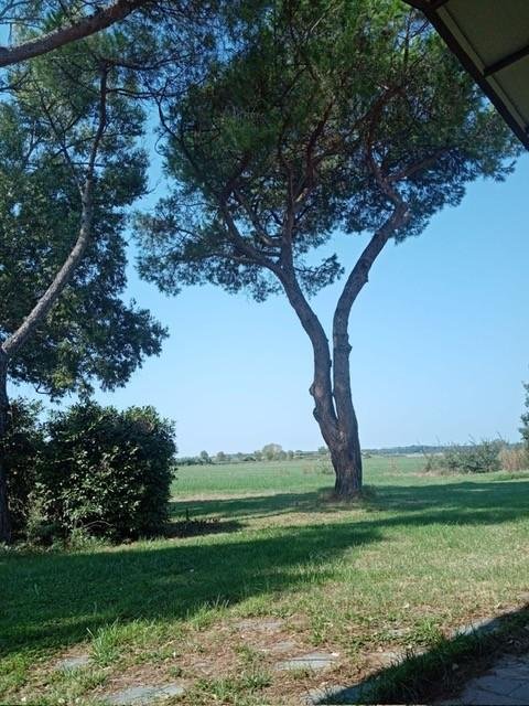 appartamento in affitto a Vecchiano