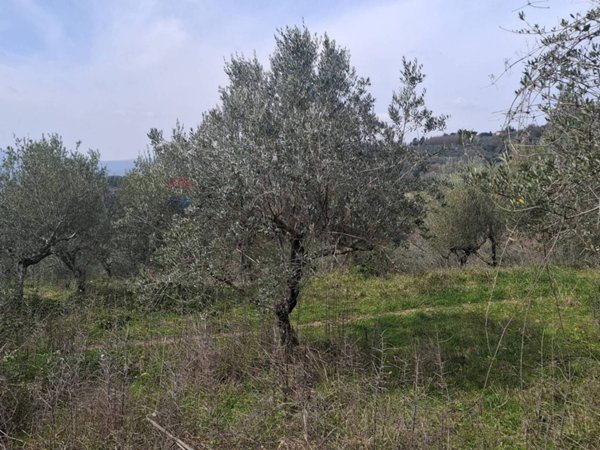 terreno agricolo in affitto a Castelfranco Piandiscò