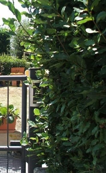 appartamento in affitto a Colle di Val d'Elsa in zona Le grazie