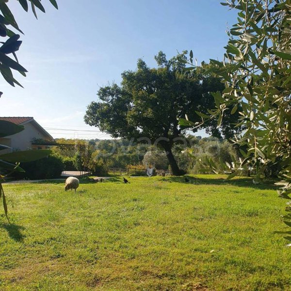 casa indipendente in affitto a Campagnatico