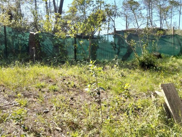 terreno agricolo in affitto ad Orbetello in zona Giannella