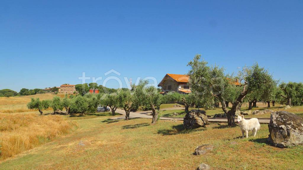 casa indipendente in affitto a Nepi
