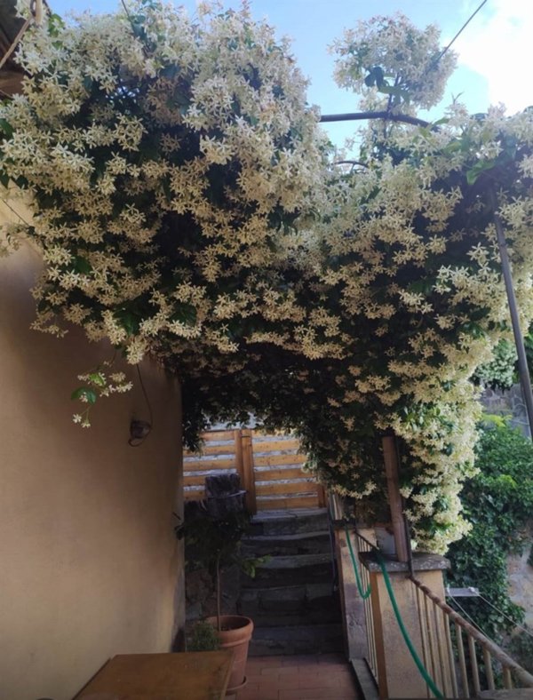 appartamento in affitto a Tuscania