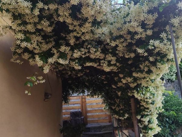 appartamento in affitto a Tuscania