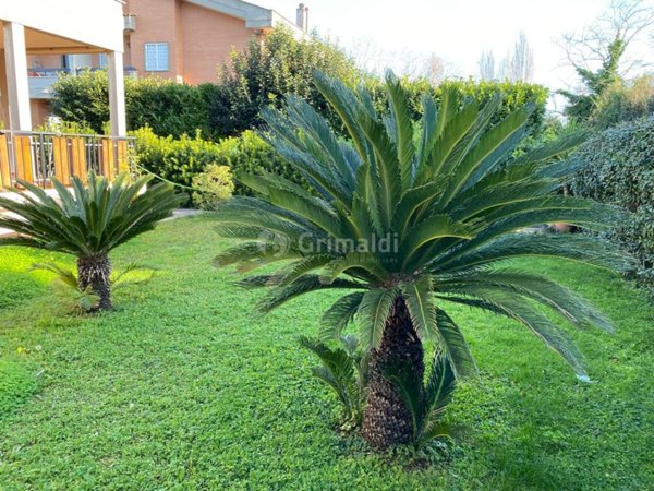 casa indipendente in affitto ad Anzio in zona Mare
