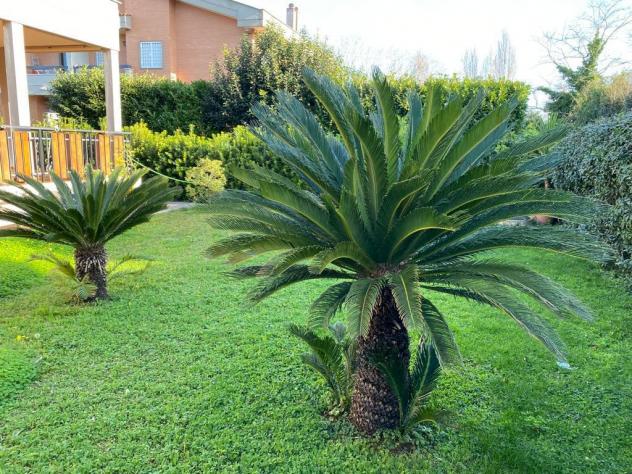 casa indipendente in affitto ad Anzio in zona Mare