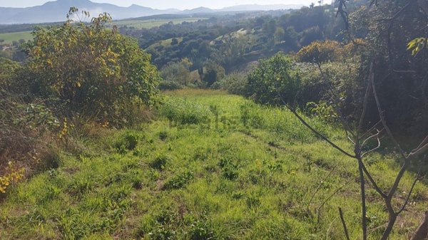 terreno in affitto a Monterotondo in zona San Martino