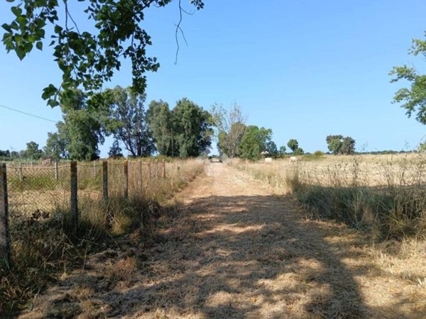 terreno agricolo in affitto a Nettuno