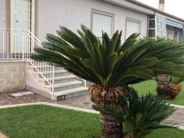 casa indipendente in affitto a Nettuno