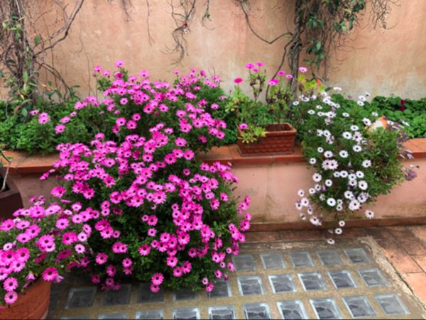 casa indipendente in affitto a Roma in zona Acilia