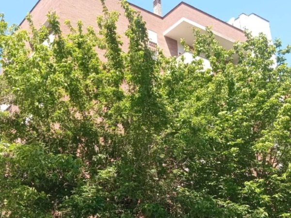 appartamento in affitto a Roma in zona Monte Sacro/Talenti