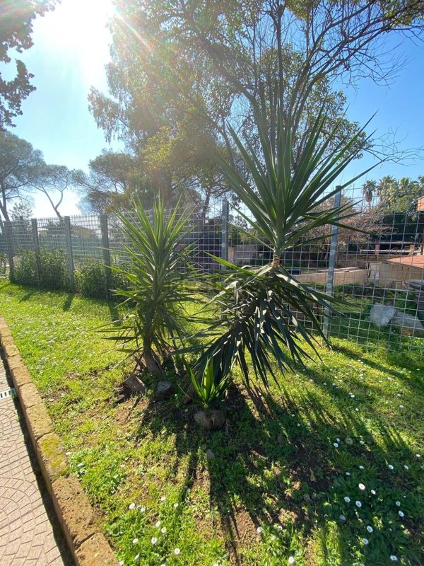 appartamento in affitto a Roma in zona Collatino