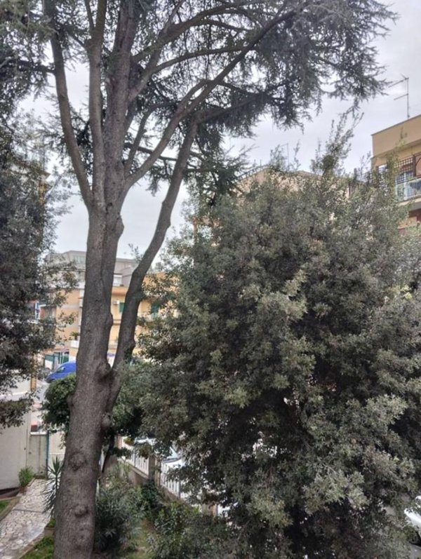 appartamento in affitto a Roma in zona Torrevecchia