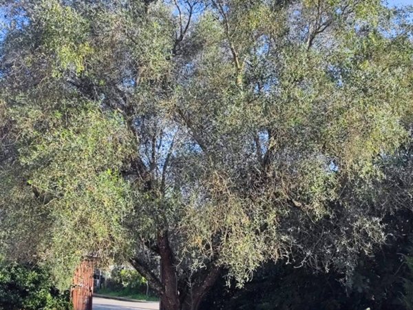 appartamento in affitto a Roma in zona Valle Muricana