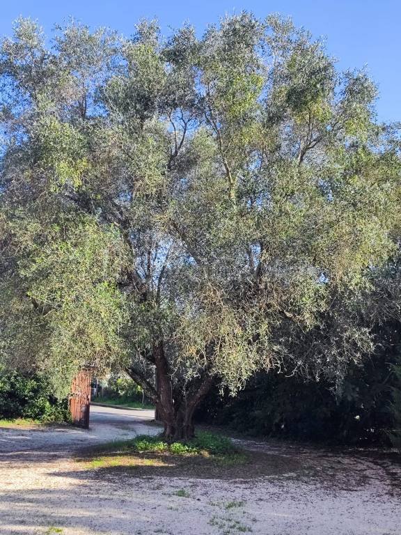 appartamento in affitto a Roma in zona Prima Porta