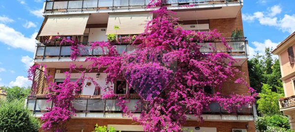 appartamento in affitto a Roma in zona Della Vittoria