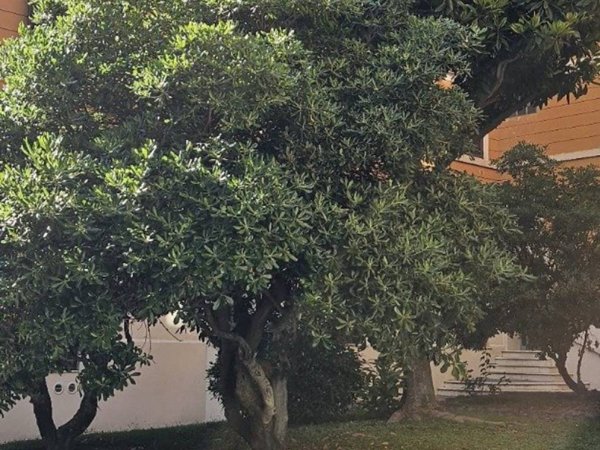 appartamento in affitto a Roma in zona Tuscolano