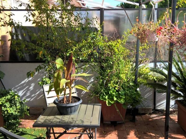 appartamento in affitto a Roma in zona Monte Sacro/Talenti