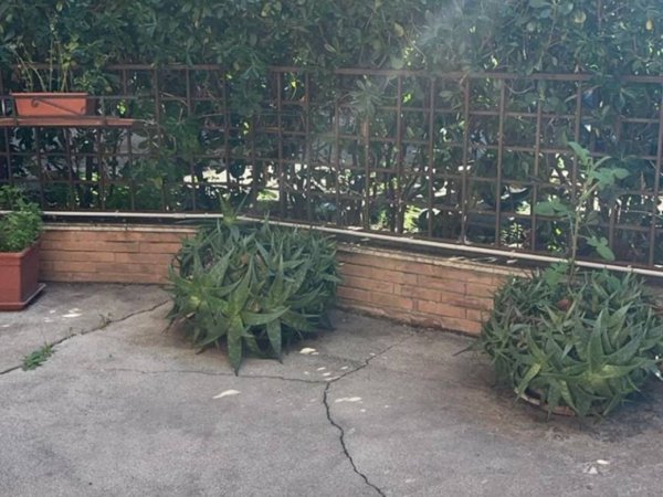 negozio in affitto a Roma in zona Monte Sacro/Talenti