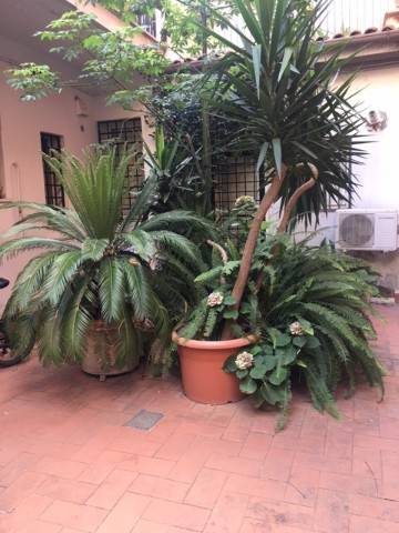 appartamento in affitto a Roma in zona Celio