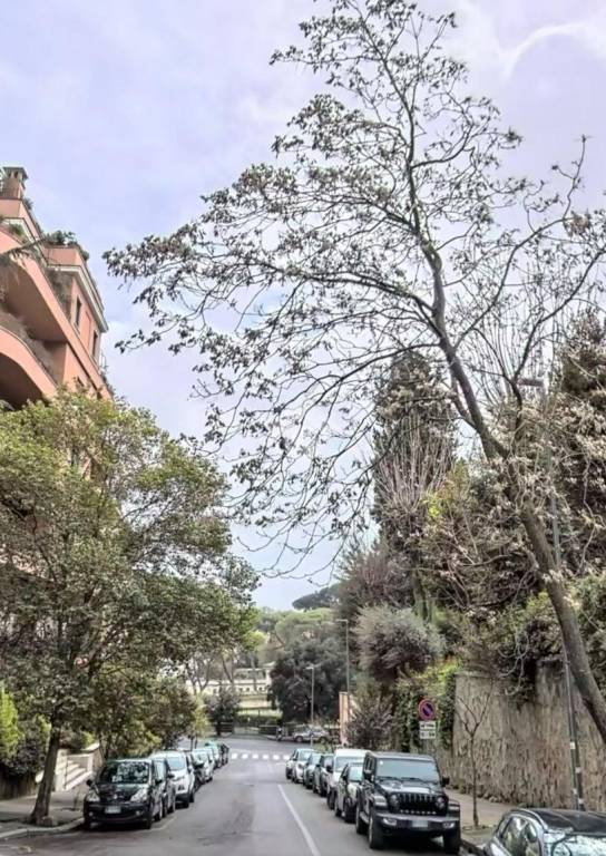 appartamento in affitto a Roma in zona Pinciano