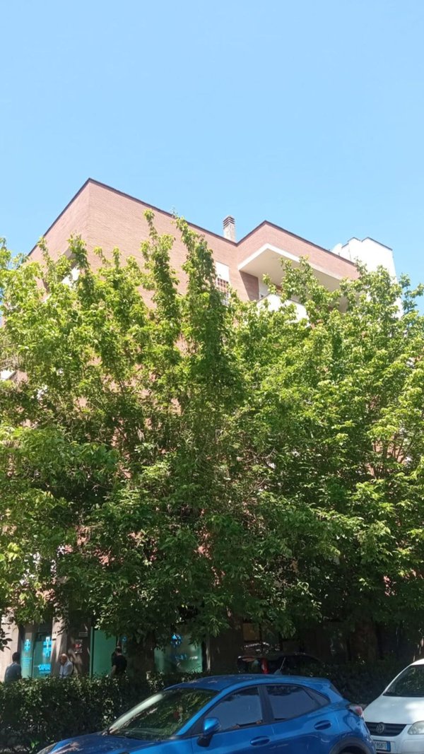 appartamento in affitto a Roma in zona Monte Sacro/Talenti