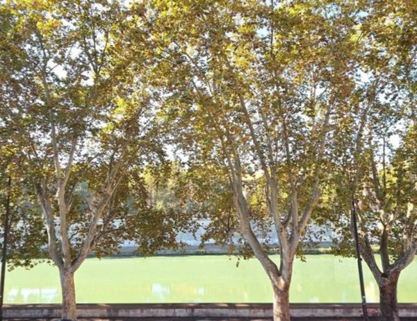 appartamento in affitto a Roma in zona Rione di Ponte