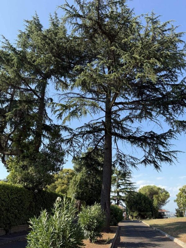 appartamento in affitto a Roma in zona Tor di Quinto