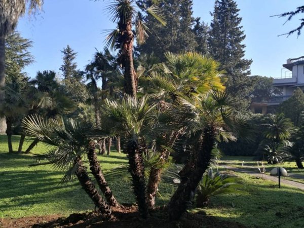 appartamento in affitto a Roma in zona Mostacciano