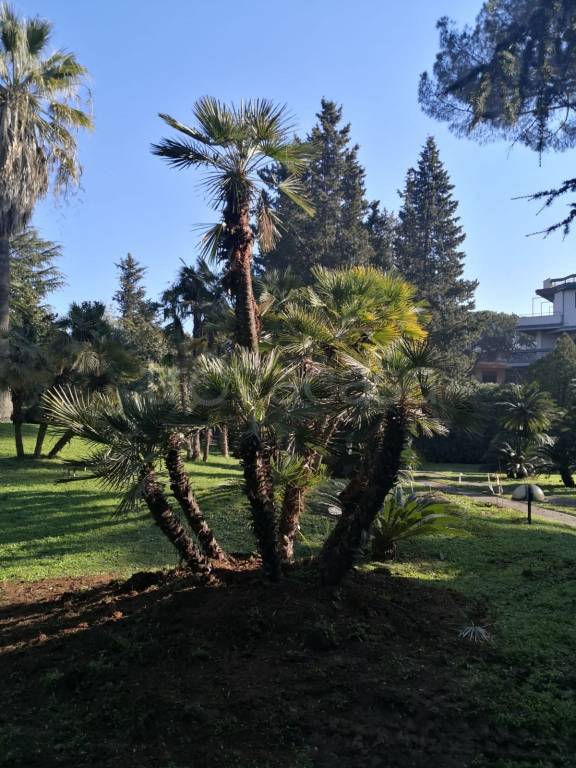 appartamento in affitto a Roma in zona Mostacciano