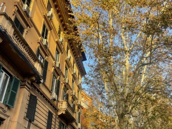 appartamento in affitto a Roma in zona Campo Marzio