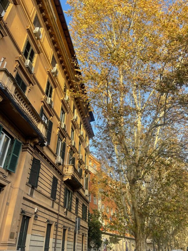 appartamento in affitto a Roma in zona Campo Marzio
