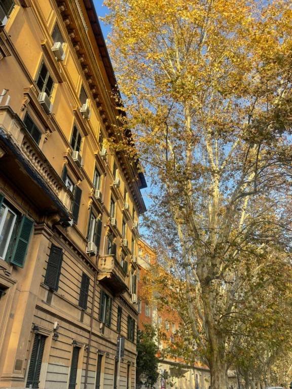 appartamento in affitto a Roma in zona Campo Marzio