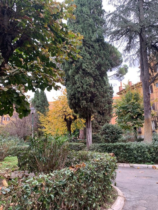 appartamento in affitto a Roma in zona Flaminio