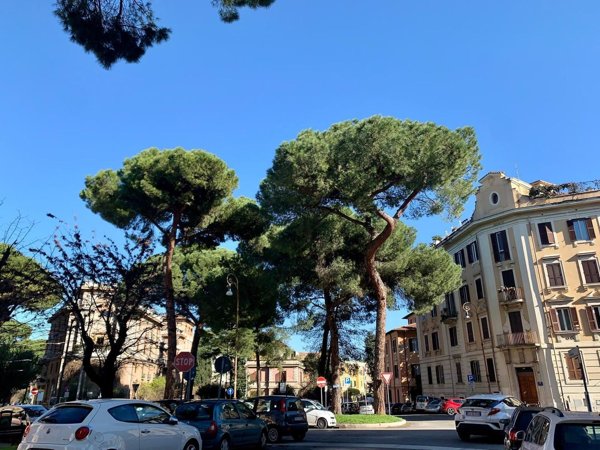 appartamento in affitto a Roma in zona Trieste