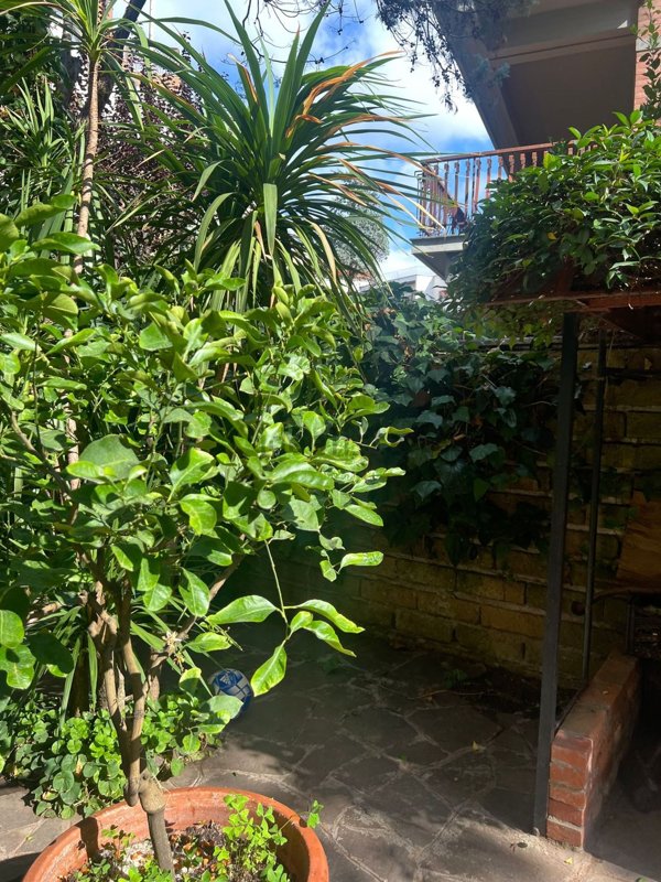 appartamento in affitto a Roma in zona Monte Sacro/Talenti