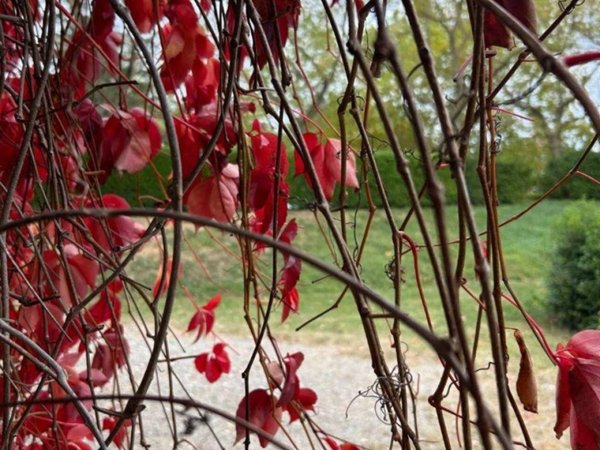 negozio in affitto a Roma in zona Aurelio