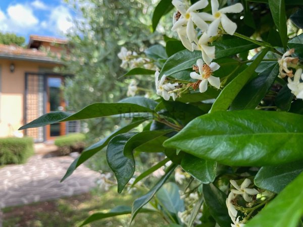 appartamento in affitto a Roma in zona Giuliano Dalmata