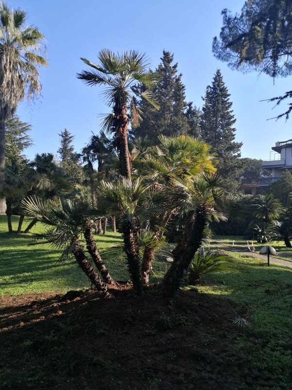 appartamento in affitto a Roma in zona Mostacciano